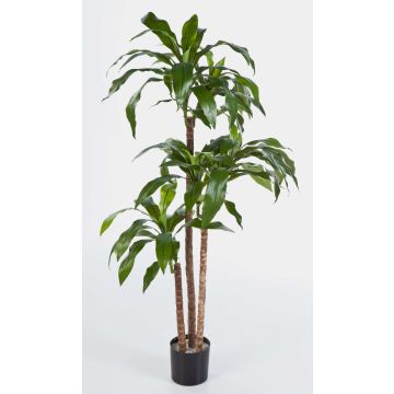 Arbre décoratif Dracaena Fragrans LAURA, troncs véritables, vert, 120cm Arbre décoratif Dracaena Fragrans LAURA, troncs véritables, vert, 120cm