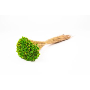 Immortelle commune séchée AKALITI, bouquet, vert pomme, 40-55cm, Ø11cm Immortelle commune séchée AKALITI, bouquet, vert pomme, 40-55cm, Ø11cm