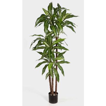 Arbre décoratif Dracaena Fragrans LAURA, troncs véritables, vert-blanc, 120cm Arbre décoratif Dracaena Fragrans LAURA, troncs véritables, vert-blanc, 120cm