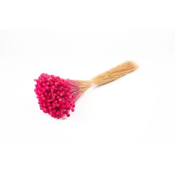Immortelle commune séchée AKALITI, bouquet, fuchsia, 40-55cm, Ø11cm