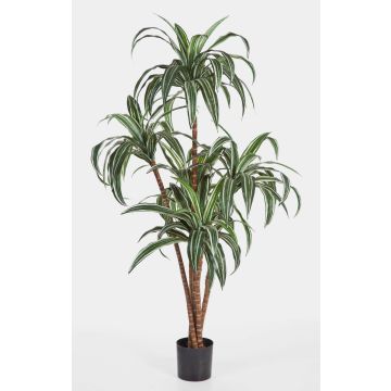 Arbre artificiel Dracaena Fragrans JALA, troncs véritables, vert-blanc, 120cm Arbre artificiel Dracaena Fragrans JALA, troncs véritables, vert-blanc, 120cm