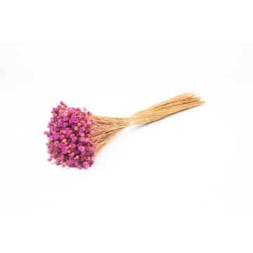 Immortelle commune séchée AKALITI, bouquet, lilas-jaune, 40-55cm, Ø11cm Immortelle commune séchée AKALITI, bouquet, lilas-jaune, 40-55cm, Ø11cm
