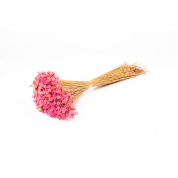 Immortelle commune séchée AKALITI, bouquet, rose, 40-55cm, Ø11cm Immortelle commune séchée AKALITI, bouquet, rose, 40-55cm, Ø11cm