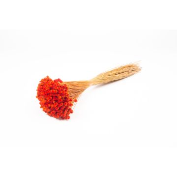 Immortelle commune séchée AKALITI, bouquet, orange, 40-55cm, Ø11cm Immortelle commune séchée AKALITI, bouquet, orange, 40-55cm, Ø11cm