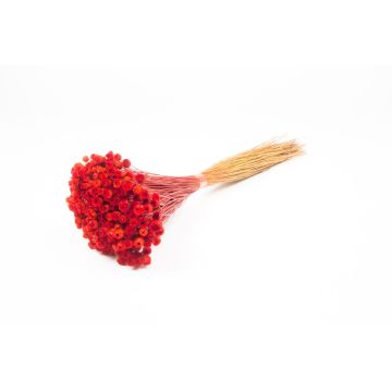 Immortelle commune séchée AKALITI, bouquet, rouge, 40-55cm, Ø11cm Immortelle commune séchée AKALITI, bouquet, rouge, 40-55cm, Ø11cm