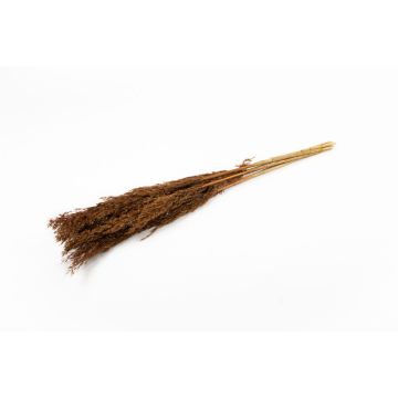 Botte sèche de roseau DONJETA, brun-or, 70-80cm, Ø15cm Botte sèche de roseau DONJETA, brun-or, 70-80cm, Ø15cm