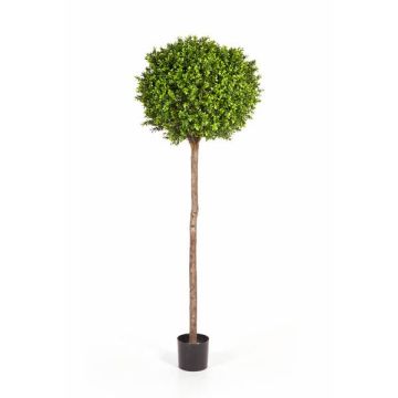 Buis artificiel TOM, tronc naturel, 170cm, Ø65cm Buis artificiel TOM, tronc naturel, 170cm, Ø65cm