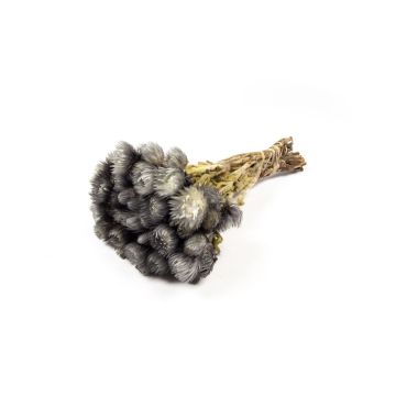 Bouquet sec d'immortelle d'Italie BIBIANA, gris, 35-45cm, Ø15cm