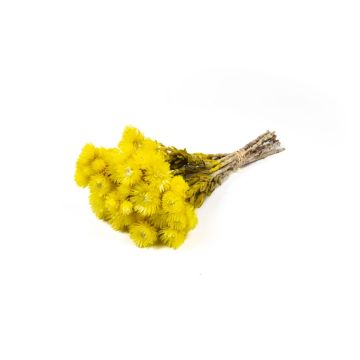 Bouquet sec d'immortelle d'Italie BIBIANA, jaune, 35-45cm, Ø15cm