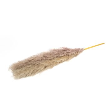 Herbe de la Pampa séchée ANIAMI, gris-beige, 130-140cm, Ø20cm Herbe de la Pampa séchée ANIAMI, gris-beige, 130-140cm, Ø20cm