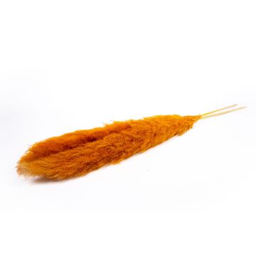 Herbe de la Pampa séchée ANIAMI, orange, 130-140cm, Ø20cm Herbe de la Pampa séchée ANIAMI, orange, 130-140cm, Ø20cm