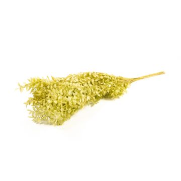 Branches de ruscus séchées AGNIATA, vert olive clair, 70-75cm, Ø17cm Branches de ruscus séchées AGNIATA, vert olive clair, 70-75cm, Ø17cm