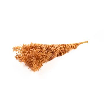 Branches de ruscus séchées AGNIATA, terracotta, 70-75cm, Ø17cm Branches de ruscus séchées AGNIATA, terracotta, 70-75cm, Ø17cm