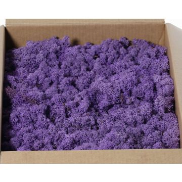 Mousse d'Islande naturelle lilas SVEINBJÖRN, 2,7kg Mousse d'Islande naturelle lilas SVEINBJÖRN, 2,7kg