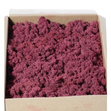 Véritable mousse d'Islande mauve SVEINBJÖRN, 2,7kg Véritable mousse d'Islande mauve SVEINBJÖRN, 2,7kg