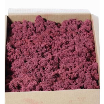 Véritable mousse d'Islande mauve SVEINBJÖRN, 2,7kg Véritable mousse d'Islande mauve SVEINBJÖRN, 2,7kg