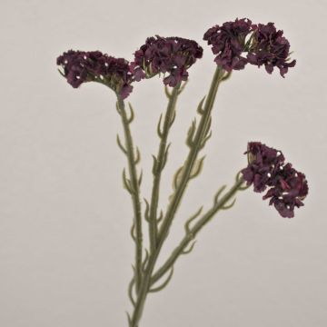Fleur synthétique Strandflieder AYISHA, aspect séché, violet foncé, 65cm, 3,5x6cm