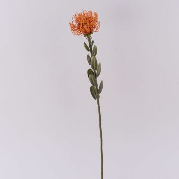 Fleur décorative Leucospermum Protea URMINE, aspect sec, orange, 60cm
