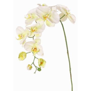 Branche fleurie artificielle Orchidée Phalaenopsis WESA, blanc-vert, 100cm