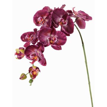 Branche fleurie artificielle Orchidée Phalaenopsis WESA, violet foncé-blanc, 100cm Branche fleurie artificielle Orchidée Phalaenopsis WESA, violet foncé-blanc, 100cm