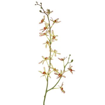 Branche florale artificielle Orchidée Cattleya TRASSA, vert clair-rouge, 80cm, Ø4-8cm Branche florale artificielle Orchidée Cattleya TRASSA, vert clair-rouge, 80cm, Ø4-8cm