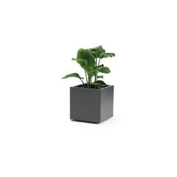 Bac à fleurs carré NASTASJA en plastique recyclé, avec réserve d'eau, roulettes, anthracite, 39,5x39,5x38cm, 35L