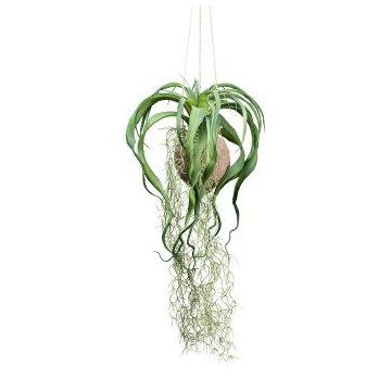 Suspension artificielle de tillandsia GRISPU dans une noix de coco, vert, 65cm