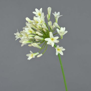 Agapanthe artificielle PHILINA, crème, 75cm, Ø14cm