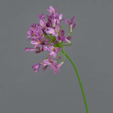 Agapanthe artificielle PHILINA, violet, 75cm, Ø14cm