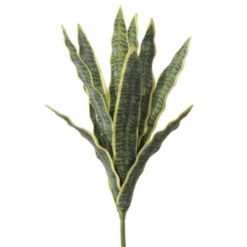 Plante décorative Sansevieria LIVIANA, tige, vert-jaune, 50cm Plante décorative Sansevieria LIVIANA, tige, vert-jaune, 50cm