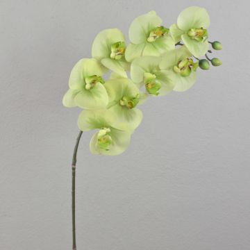 Orchidée Phalaenopsis artificielle sur tige AURELIA, crème-vert, 95cm