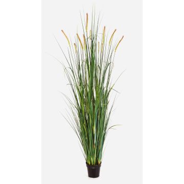 Künstliches Fuchsschwansgras FEHMI mit Rispen, grün, 175cm Künstliches Fuchsschwansgras FEHMI mit Rispen, grün, 175cm