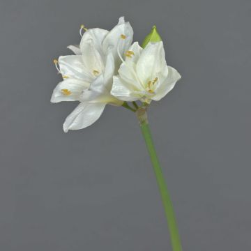 Amaryllis artificiel BENITA, blanc, 55cm, Ø10cm