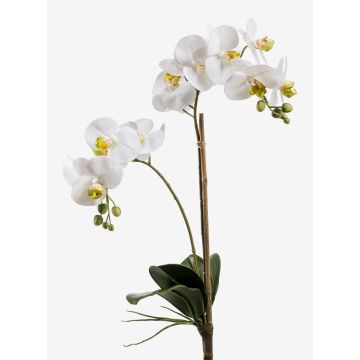 Fausse orchidée Phalaenopsis CANDIDA à planter, blanc, 65cm