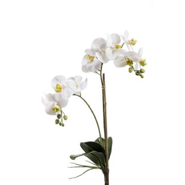 Fausse orchidée Phalaenopsis CANDIDA à planter, blanc, 65cm Fausse orchidée Phalaenopsis CANDIDA à planter, blanc, 65cm