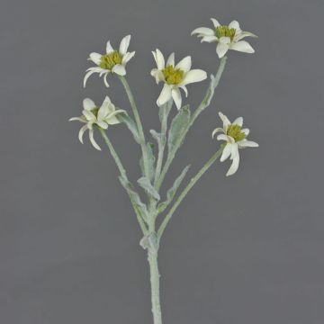 Fleur artificielle edelweiss SOPHIA, blanc, 40cm, Ø5-6cm