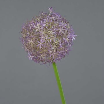 Allium artificiel SAMARA, violet, 75cm, Ø12cm