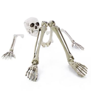 Décoration d'Halloween « Morceaux de squelette » ADALBERT avec 5 piquets, 19 cm, 45 cm, 66 cm Décoration d'Halloween « Morceaux de squelette » ADALBERT avec 5 piquets, 19 cm, 45 cm, 66 cm