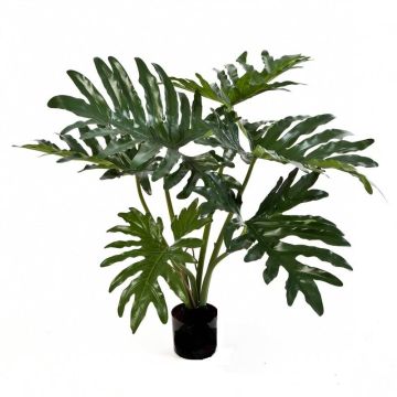 Plante décorative Philodendron Selloum LAINA, 60cm