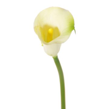 Fleur artificielle Calla CHIDORA, crème, 55cm, 5x6cm Fleur artificielle Calla CHIDORA, crème, 55cm, 5x6cm