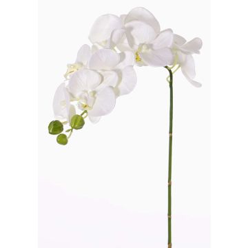 Branche artificielle d'orchidée Phalaenopsis GALINA, crème, 45cm