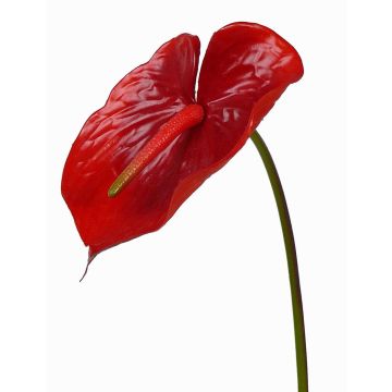 Fleur artificielle Anthurium MOIRA, rouge, 75cm, 13x18cm Fleur artificielle Anthurium MOIRA, rouge, 75cm, 13x18cm