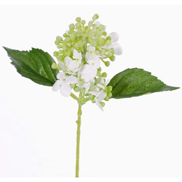 Fausse fleur Hortensia CHABY, blanc-vert, 30cm, Ø9cm Fausse fleur Hortensia CHABY, blanc-vert, 30cm, Ø9cm