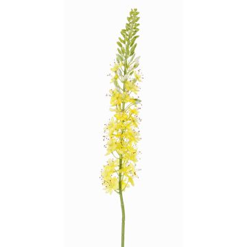 Fleur artificielle Lis des steppes SELINA, jaune-orange, 105cm, Ø9cm Fleur artificielle Lis des steppes SELINA, jaune-orange, 105cm, Ø9cm