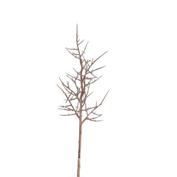 Branche décorative d'épines du Christ OTTO, brun, 75cm