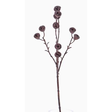 Branche d'eucalyptus décorative BASILIUS avec fruits, marron, 60cm Branche d'eucalyptus décorative BASILIUS avec fruits, marron, 60cm
