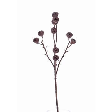Branche d'eucalyptus décorative BASILIUS avec fruits, marron, 60cm Branche d'eucalyptus décorative BASILIUS avec fruits, marron, 60cm