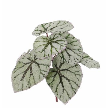 Bégonia rex décoratif KATRICE à planter, vert-gris, 25cm