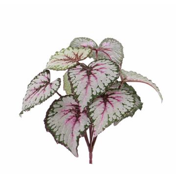 Bégonia rex décoratif KATRICE à planter, violet-vert, 25cm Bégonia rex décoratif KATRICE à planter, violet-vert, 25cm