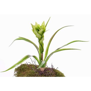 Fausse plante Guzmania ANELY, en fleurs, à planter, vert, 40cm Fausse plante Guzmania ANELY, en fleurs, à planter, vert, 40cm